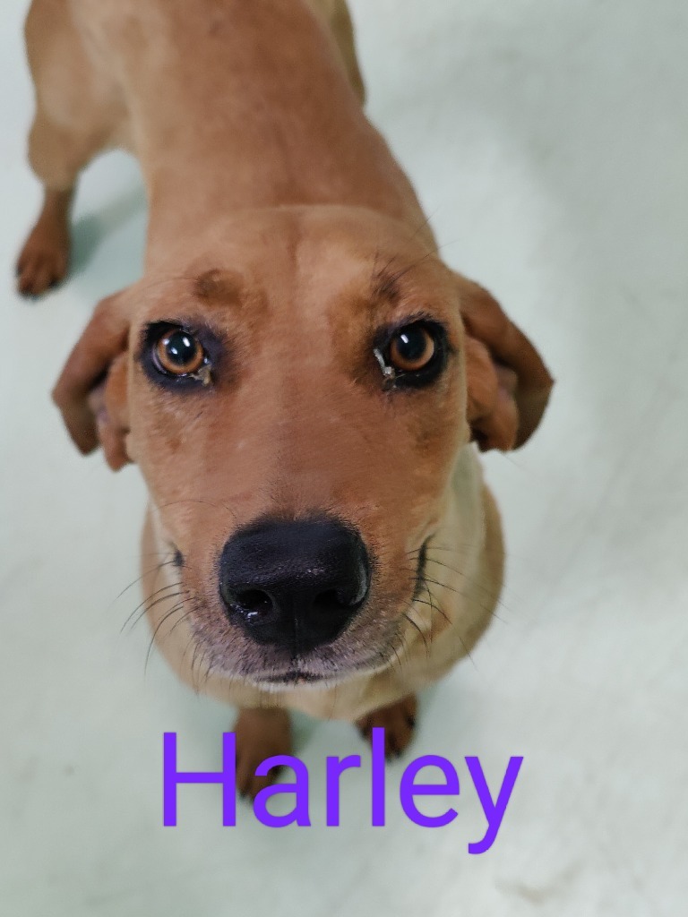 Harley