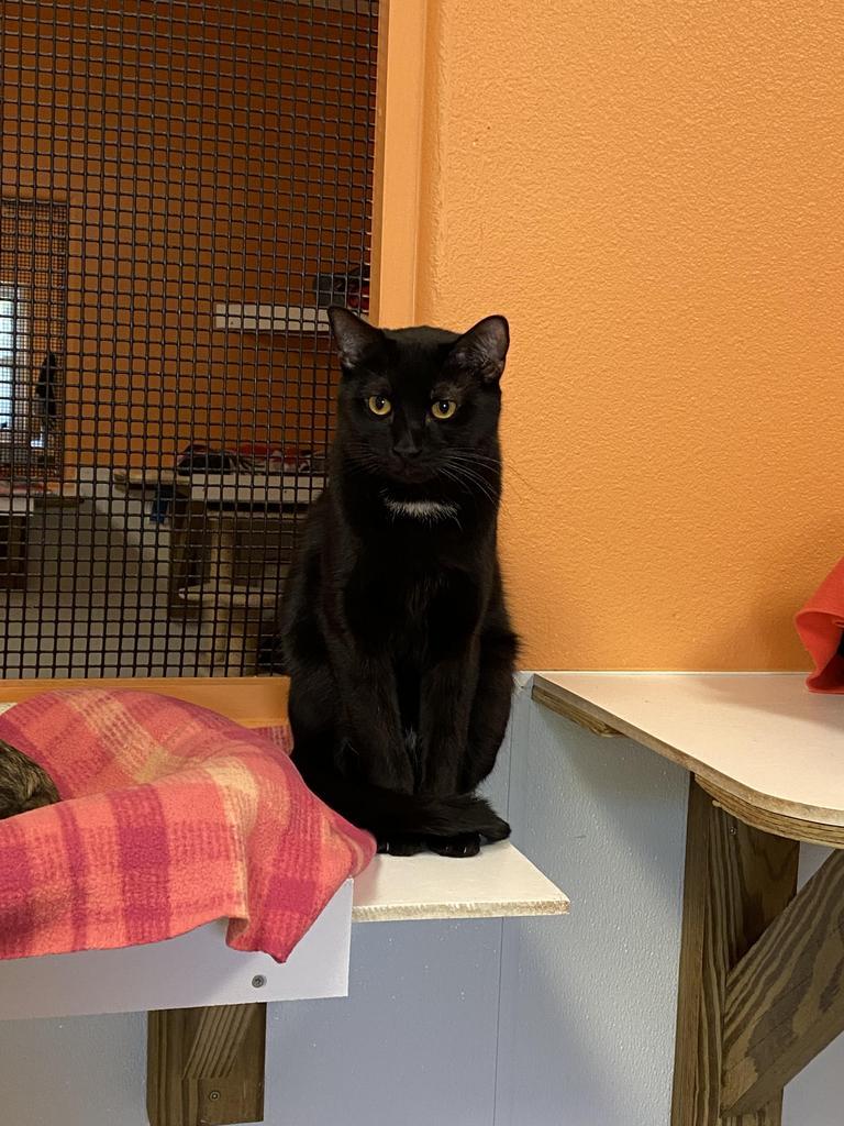 Dawn, an adoptable Domestic Short Hair in Fulton, TX, 78358 | Photo Image 1