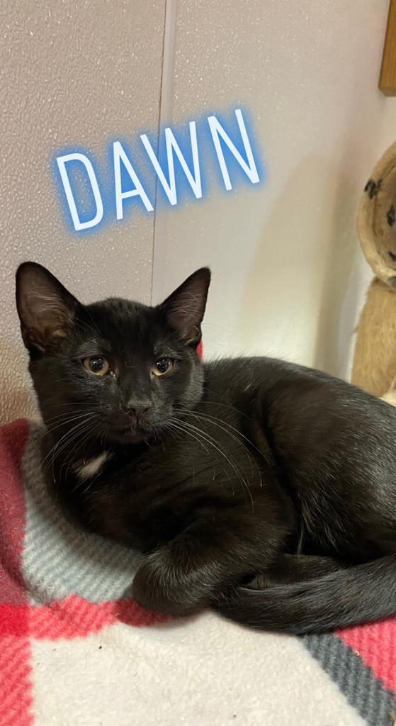 Dawn, an adoptable Domestic Short Hair in Fulton, TX, 78358 | Photo Image 2