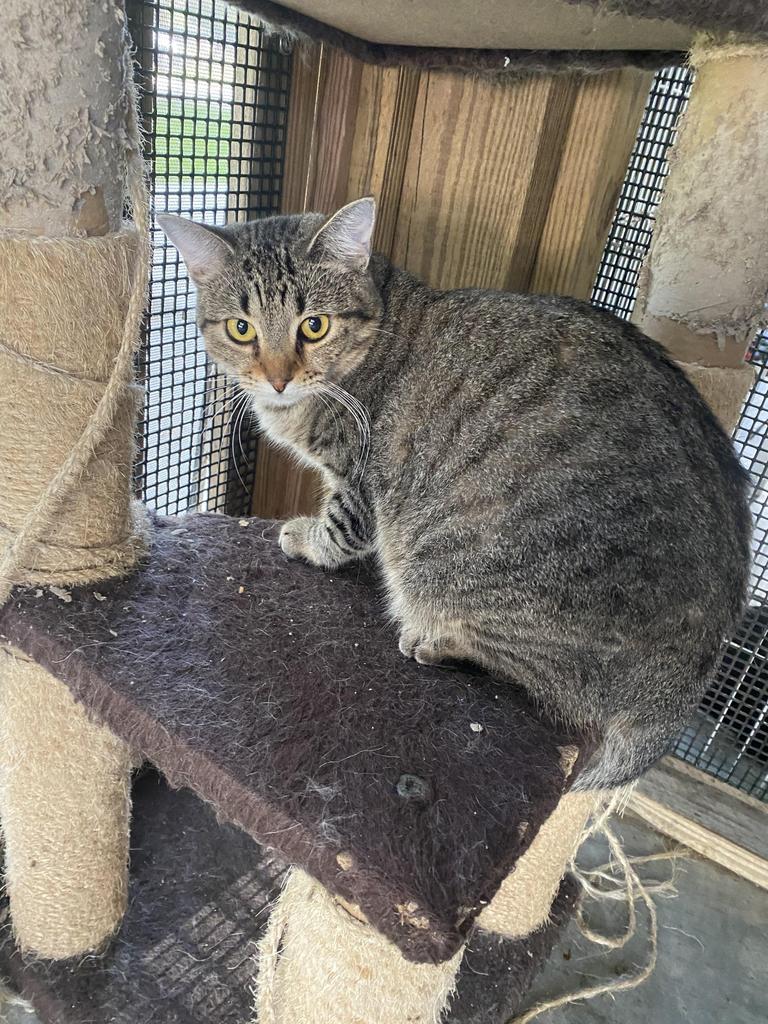 Alexa, an adoptable American Shorthair in Fulton, TX, 78358 | Photo Image 1