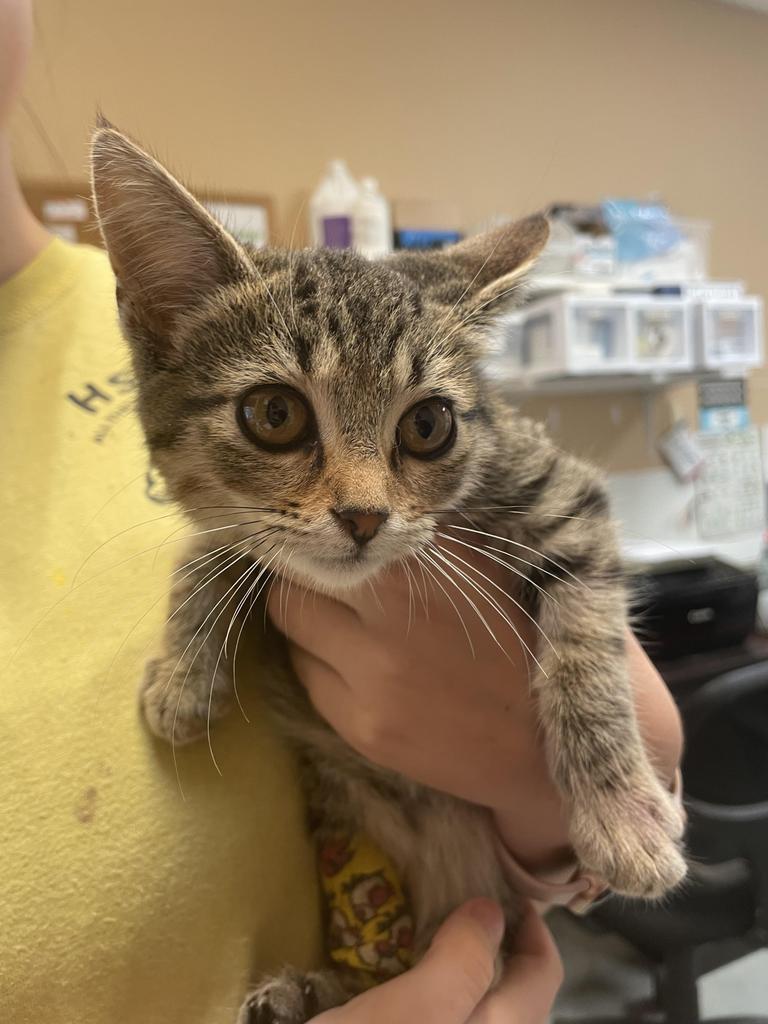 Alexa, an adoptable American Shorthair in Fulton, TX, 78358 | Photo Image 2