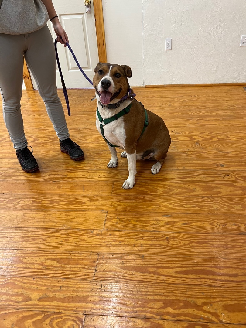 Zane, an adoptable Mixed Breed in Crossville, TN, 38571 | Photo Image 2