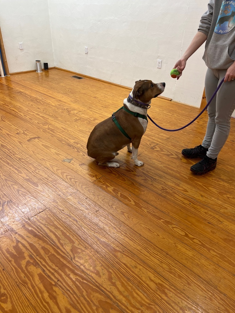 Zane, an adoptable Mixed Breed in Crossville, TN, 38571 | Photo Image 3