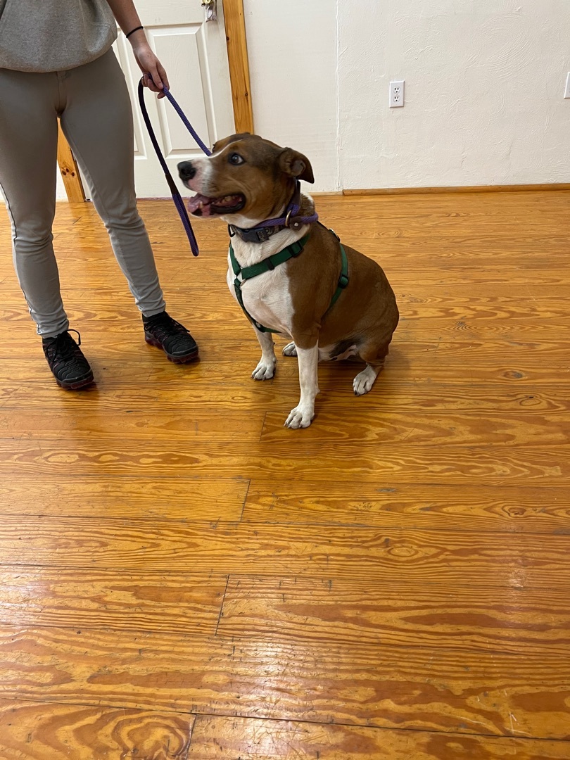 Zane, an adoptable Mixed Breed in Crossville, TN, 38571 | Photo Image 4