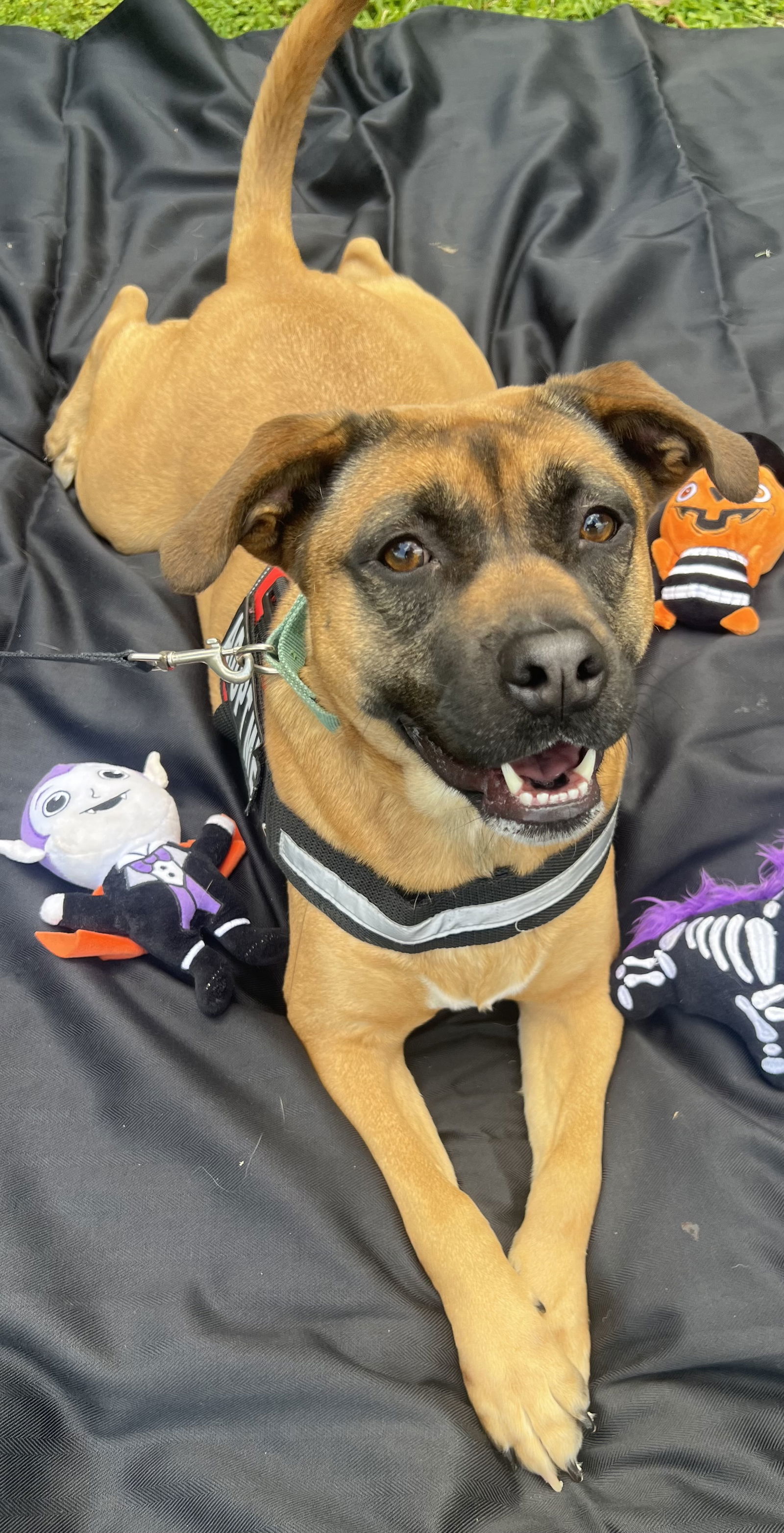 Karolina, an adoptable Labrador Retriever in Royal Palm Beach, FL, 33411 | Photo Image 2