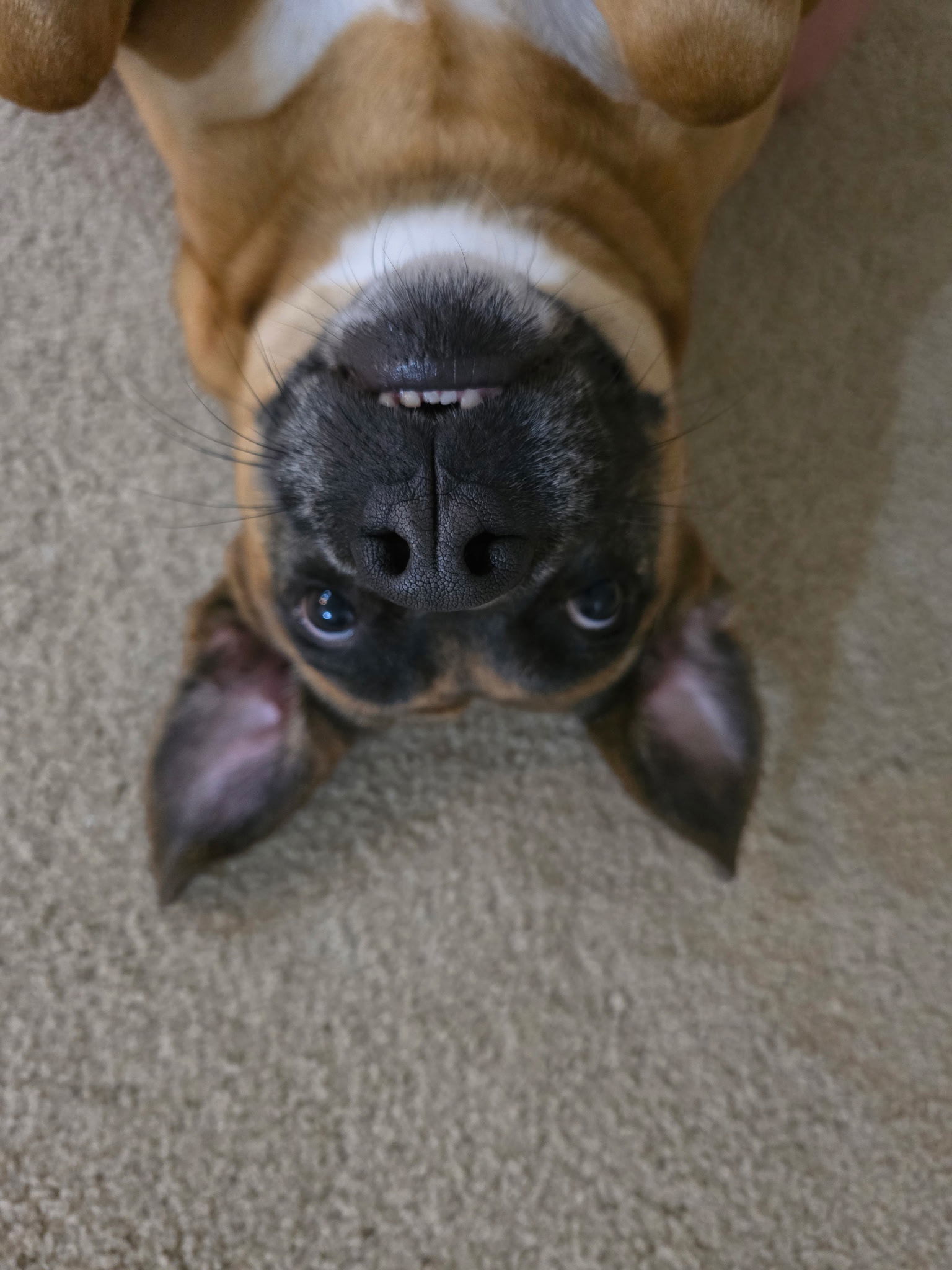 Karolina, an adoptable Labrador Retriever in Royal Palm Beach, FL, 33411 | Photo Image 2