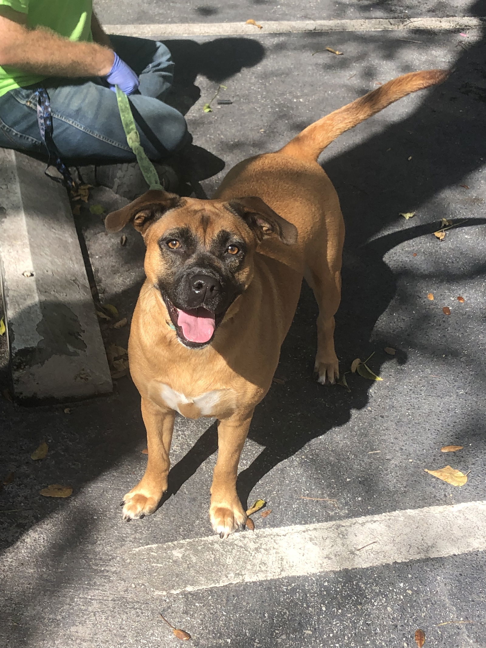 Karolina, an adoptable Labrador Retriever in Royal Palm Beach, FL, 33411 | Photo Image 3