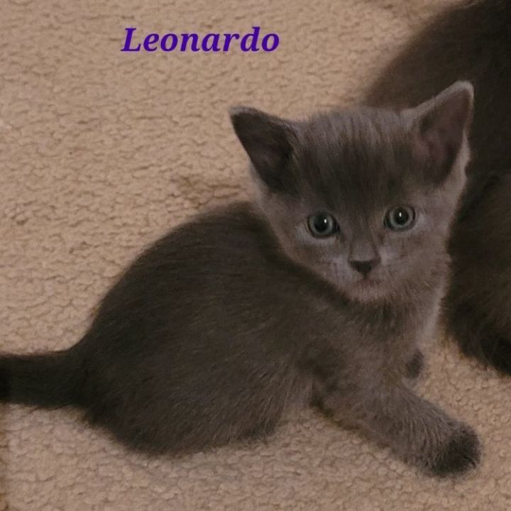 Leonardo -  Adoption Pending, an adoptable Domestic Short Hair Mix in Minneapolis, MN_image-1