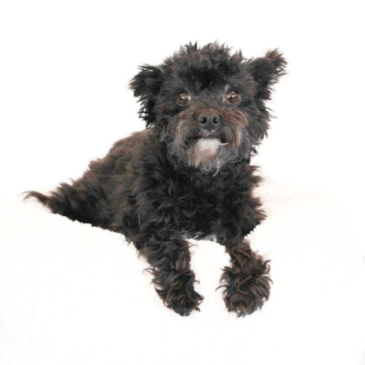 Genevieve, an adopted Terrier Mix in Clovis, CA_image-1