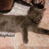 Raphael - Adoption Pending