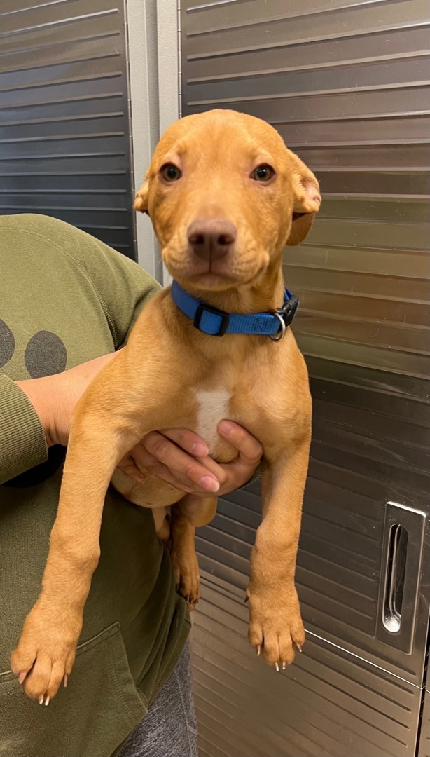 Dolly Parton, an adoptable Pit Bull Terrier in Henderson, NV, 89044 | Photo Image 2