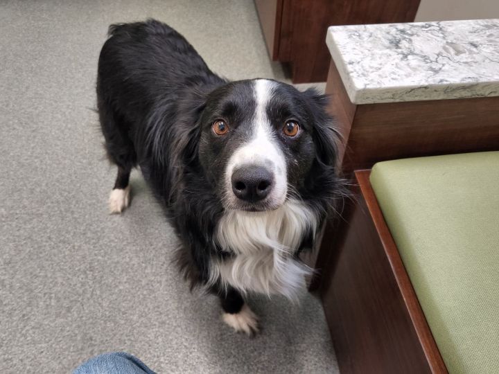 MONKEY, an adoptable Border Collie in Nampa, ID_image-3