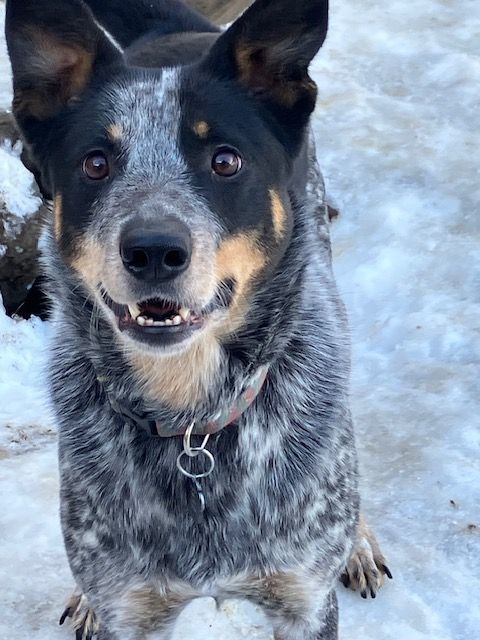 Harry, an adoptable Australian Cattle Dog / Blue Heeler in Chelsea, VT, 05038 | Photo Image 1