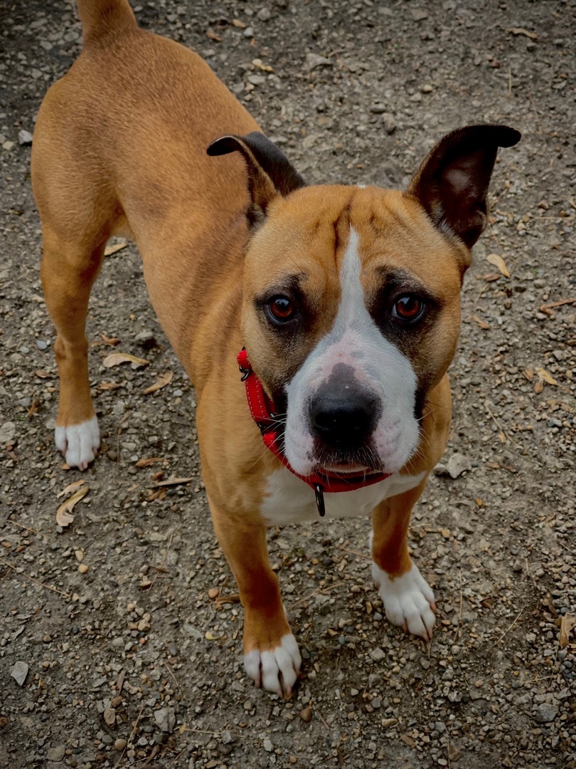 Bojangles, an adoptable Boxer in Bourbonnais, IL, 60914 | Photo Image 2