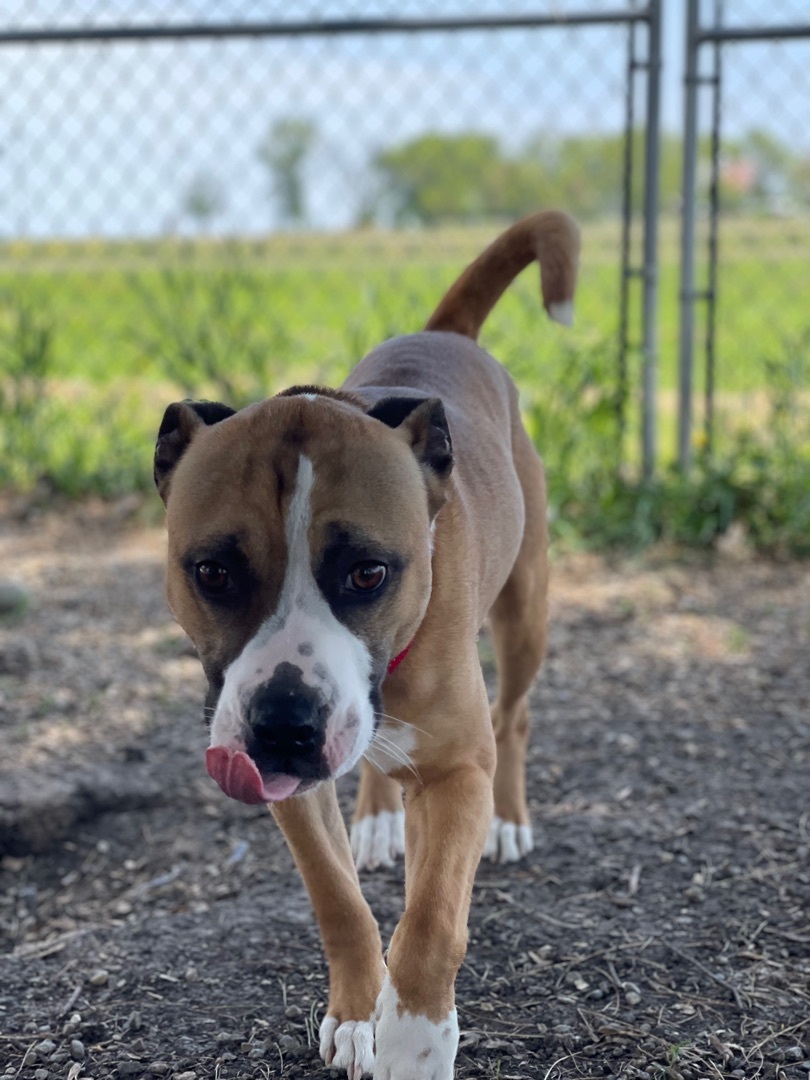 Bojangles, an adoptable Boxer in Bourbonnais, IL, 60914 | Photo Image 4