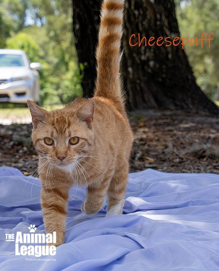 Cheesepuff, an adopted Domestic Short Hair Mix in Clermont, FL_image-1