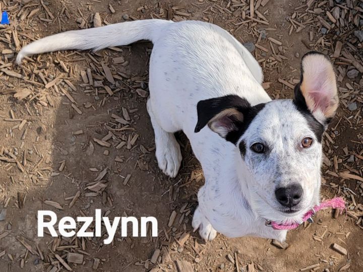 Rezlynn, an adopted Mixed Breed in Madras, OR_image-2