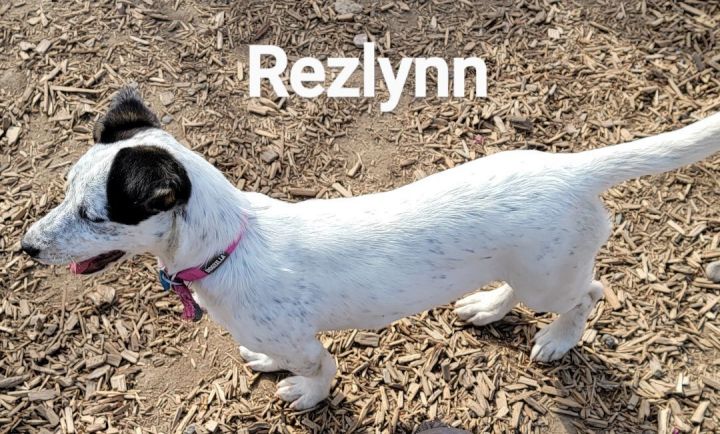Rezlynn, an adopted Mixed Breed in Madras, OR_image-3
