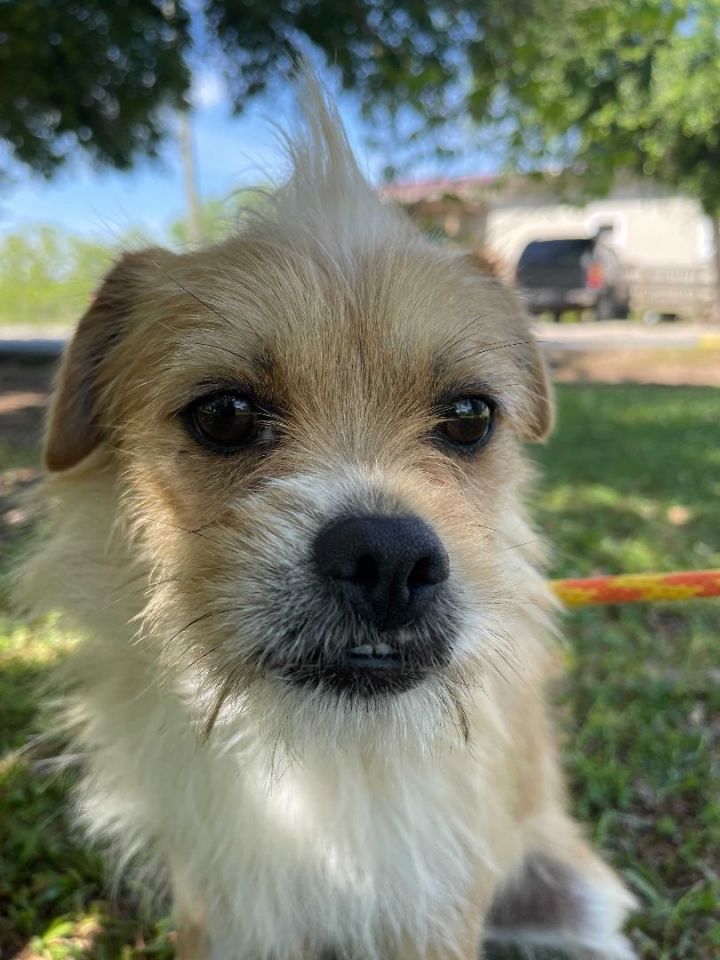 Frodo, an adoptable Brussels Griffon & Schnauzer Mix in Carencro, LA_image-2