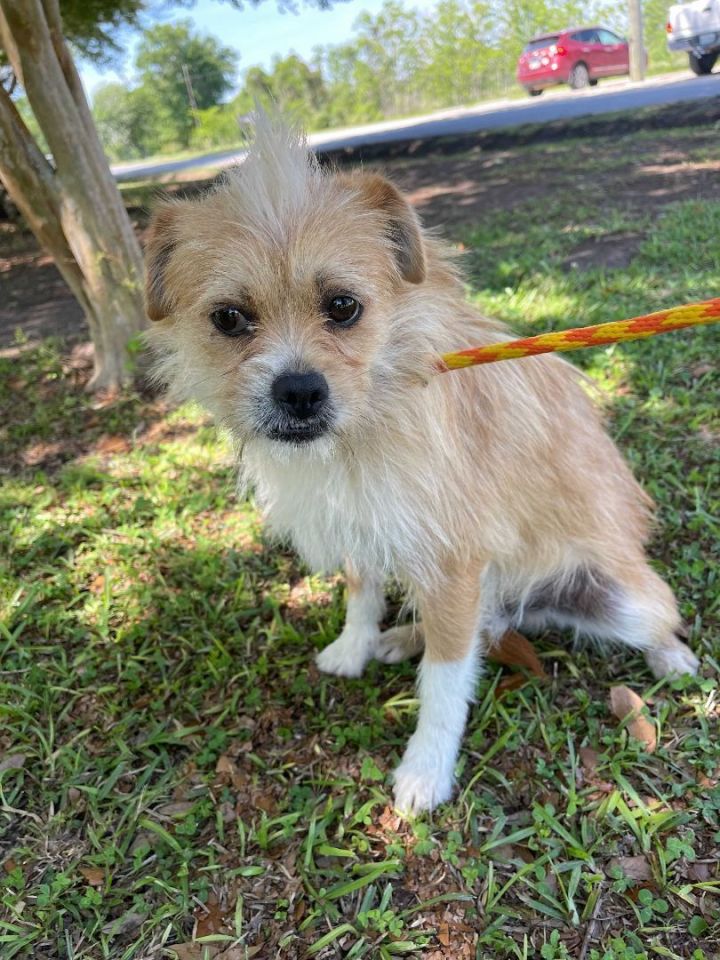Frodo, an adoptable Brussels Griffon & Schnauzer Mix in Carencro, LA_image-3