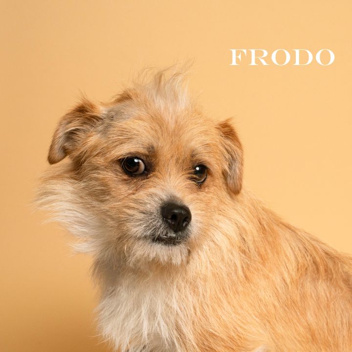 Frodo, an adoptable Brussels Griffon & Schnauzer Mix in Carencro, LA_image-6