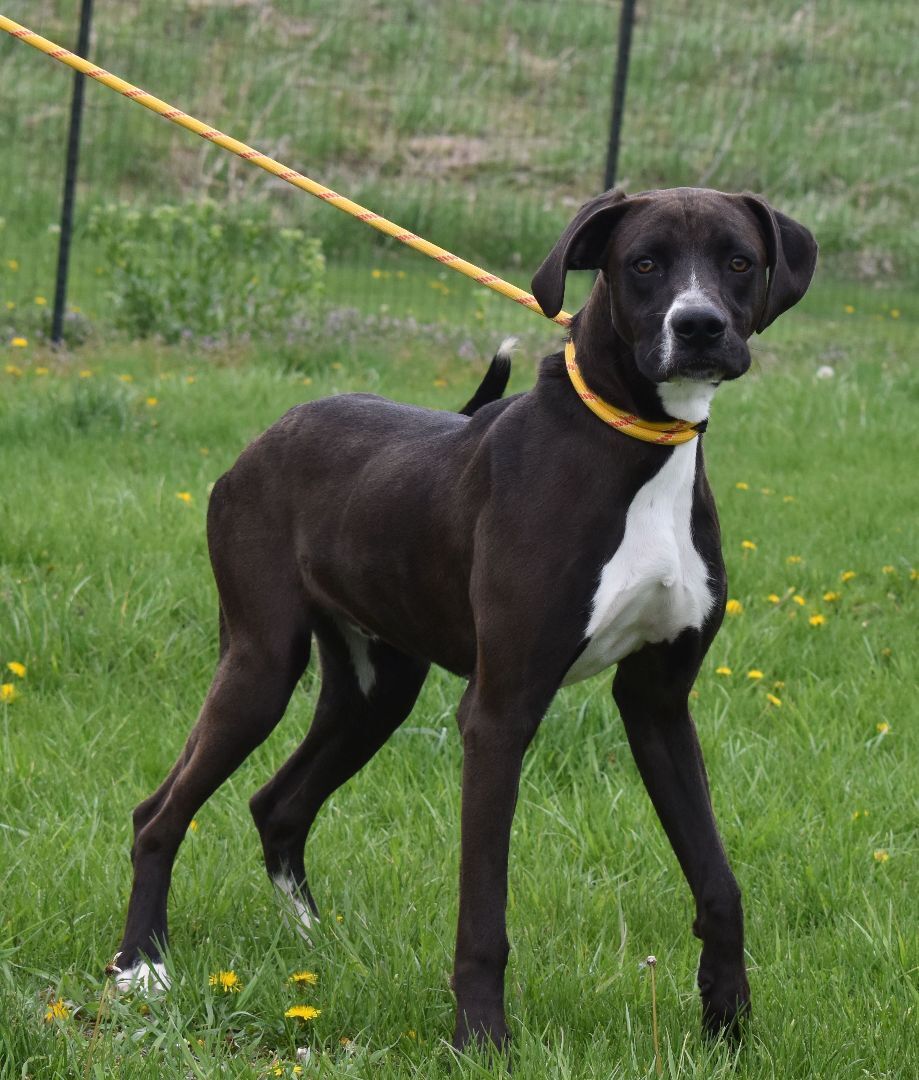 Bubbs, an adoptable Pointer in Auburn, NE, 68305 | Photo Image 2