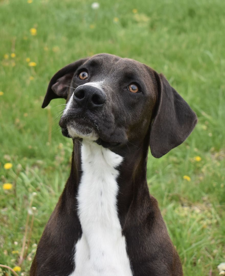 Bubbs, an adoptable Pointer in Auburn, NE, 68305 | Photo Image 3