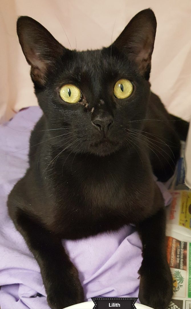 Cat for adoption - Lilith, a Domestic Short Hair in Key Largo, FL