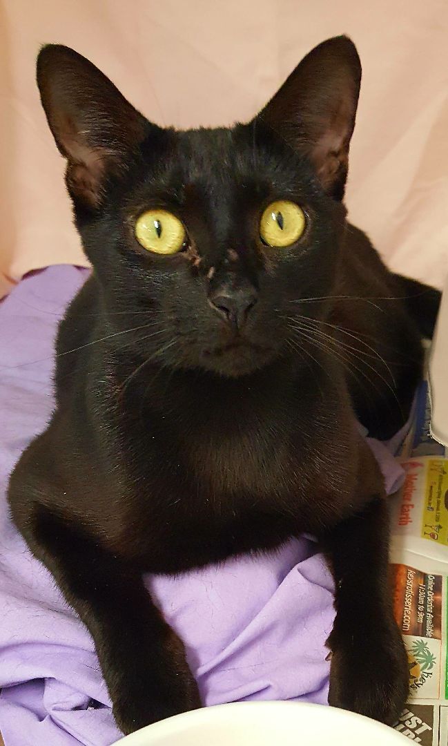 Cat for adoption - Lilith, a Domestic Short Hair in Key Largo, FL