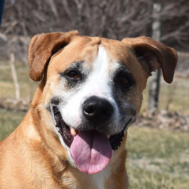 Bernie Boxer, an adoptable Boxer in Auburn, NE, 68305 | Photo Image 1