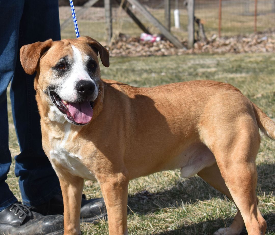 Bernie Boxer, an adoptable Boxer in Auburn, NE, 68305 | Photo Image 2
