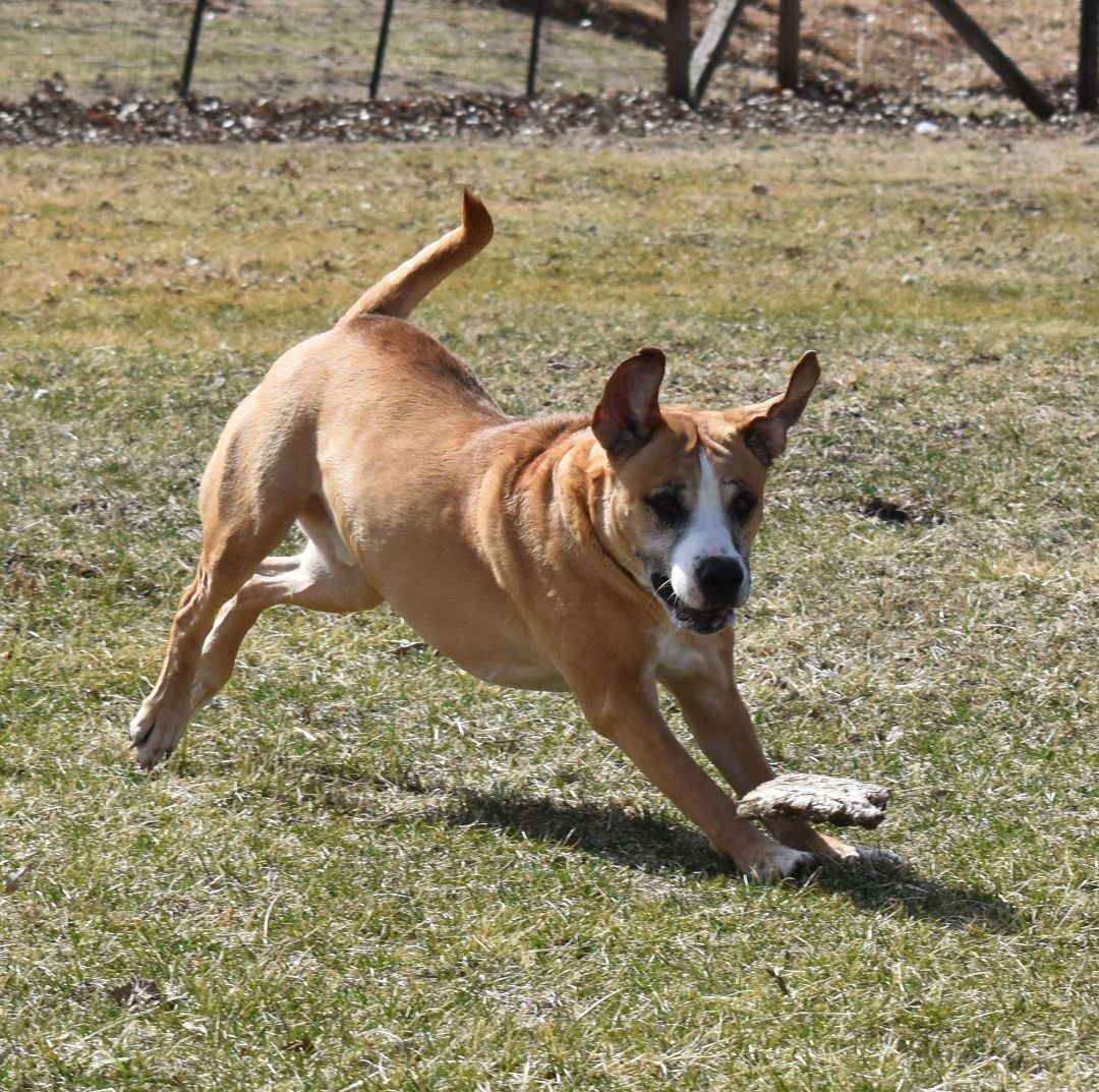 Bernie Boxer, an adoptable Boxer in Auburn, NE, 68305 | Photo Image 3