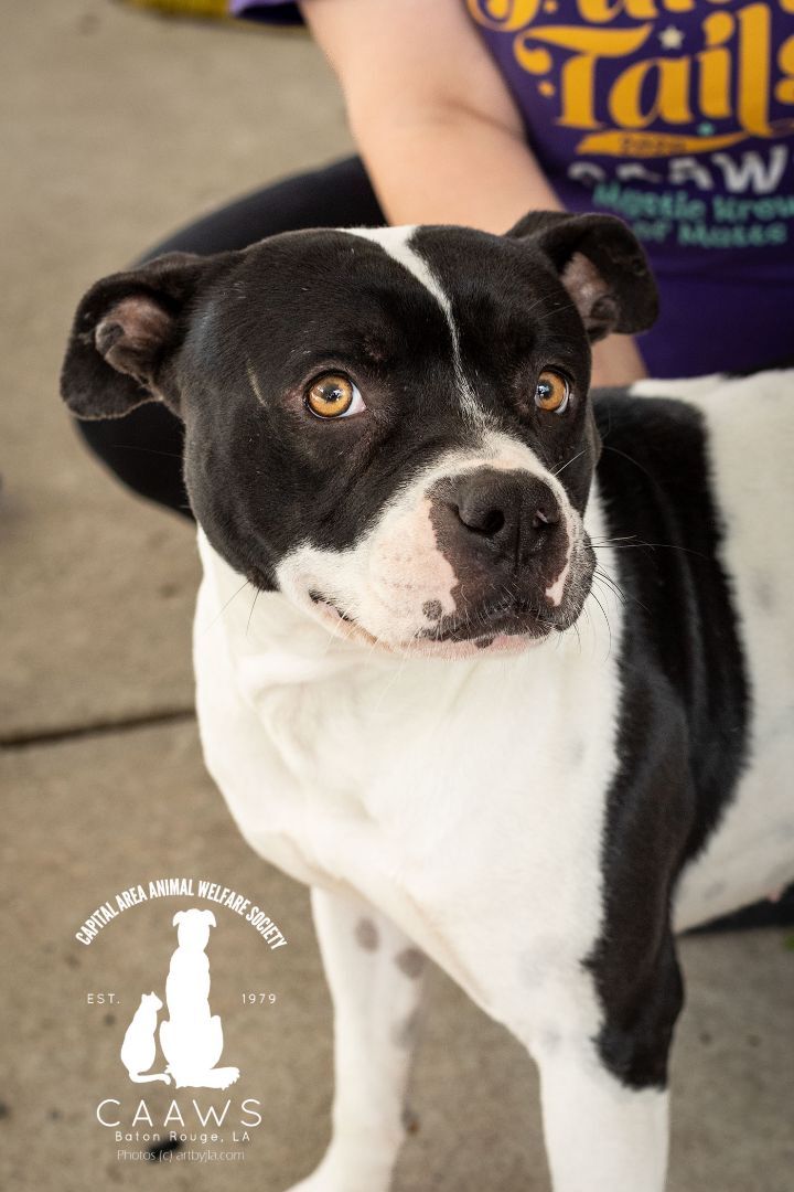 Jack, an adoptable Pit Bull Terrier in Baton Rouge, LA, 70817 | Photo Image 1