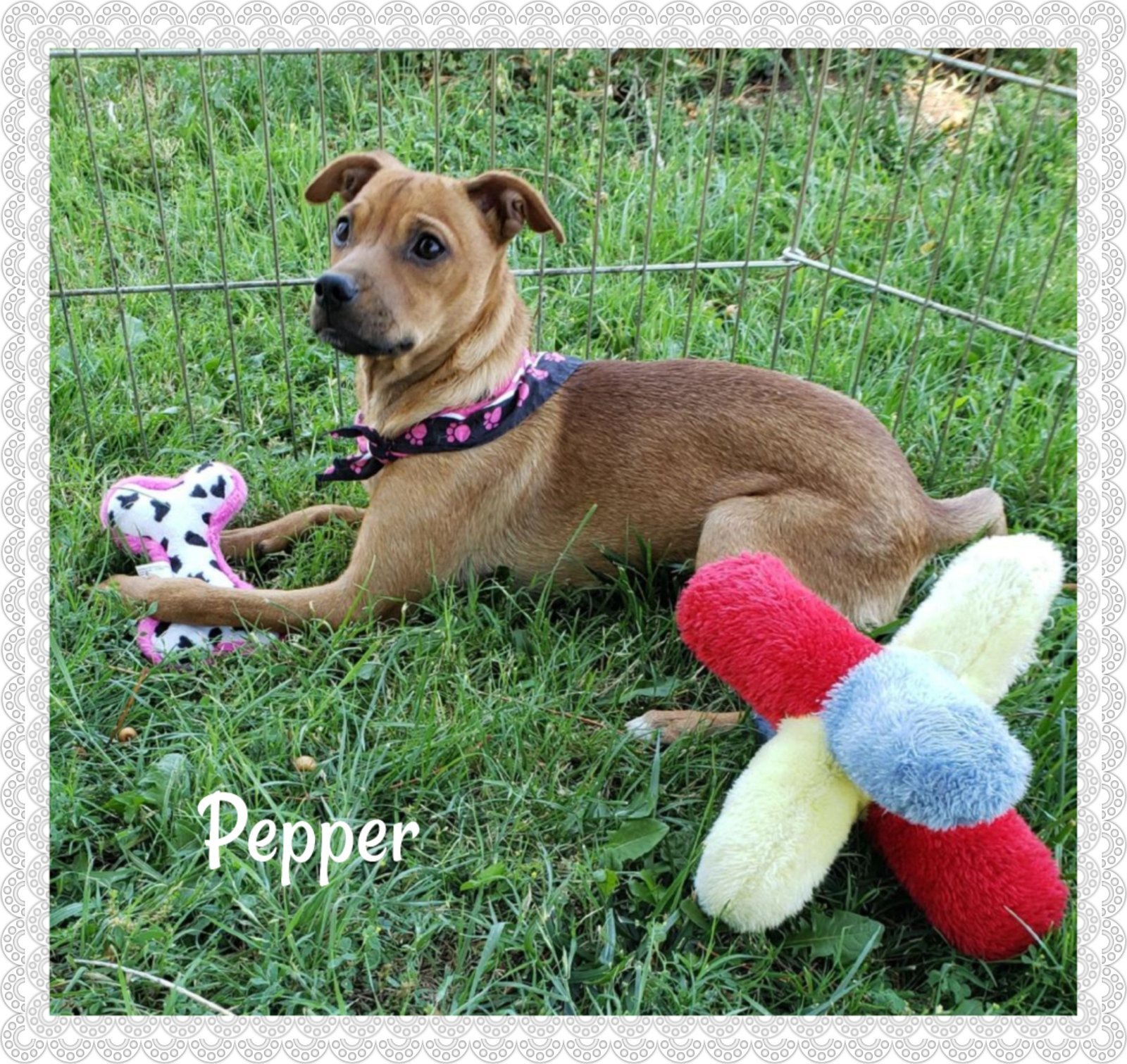 Pepper