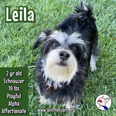 Leila, an adoptable Miniature Schnauzer & Silky Terrier Mix in Glendora, CA_image-1