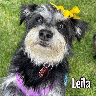 Leila, an adoptable Miniature Schnauzer & Silky Terrier Mix in Glendora, CA_image-5