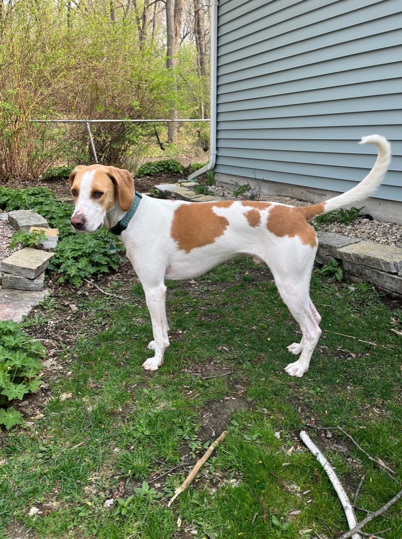 Archie, an adoptable Foxhound in Watertown, WI, 53094 | Photo Image 2