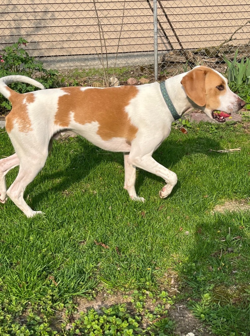 Archie, an adoptable Foxhound in Watertown, WI, 53094 | Photo Image 3