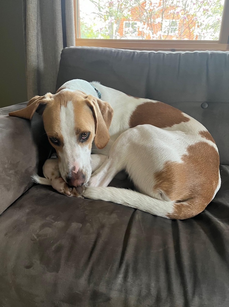 Archie, an adoptable Foxhound in Watertown, WI, 53094 | Photo Image 4