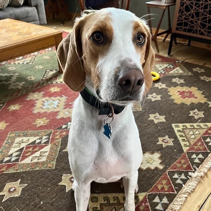 Archie, an adoptable Foxhound in Watertown, WI, 53094 | Photo Image 1