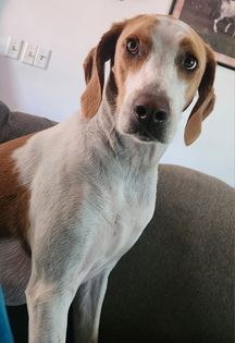 Archie, an adoptable Foxhound in Watertown, WI, 53094 | Photo Image 5