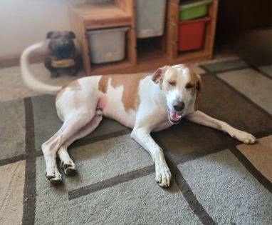 Archie, an adoptable Foxhound in Watertown, WI, 53094 | Photo Image 6