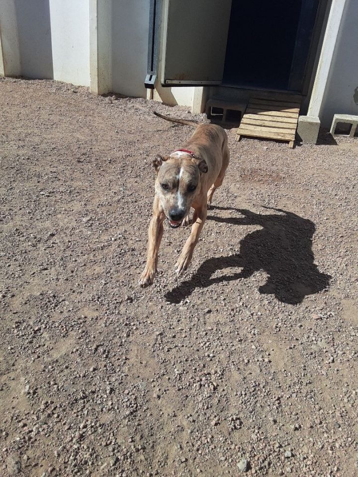 Bella , an adoptable Boxer Mix in Colorado Springs, CO_image-2