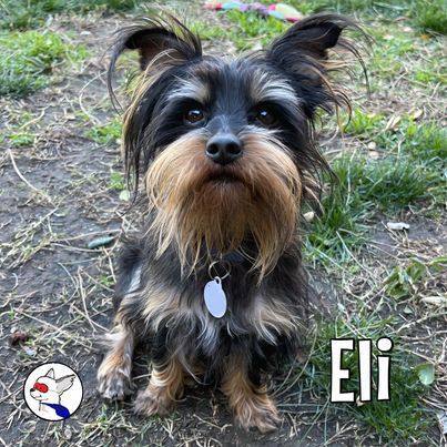 Eli, an adopted Silky Terrier & Yorkshire Terrier Mix in Glendora, CA_image-5