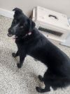 Nova PUPDATE!