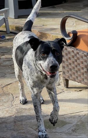 Lucy Cattle Dog Dog