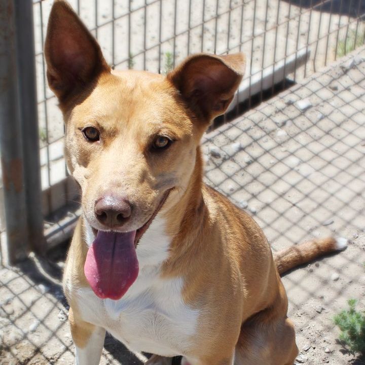 Dog for adoption Elko, a Belgian Shepherd / Malinois Mix in Fallon
