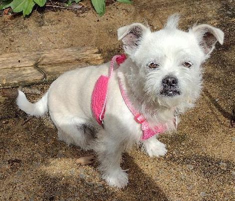 Pinkie (TN), an adoptable Maltese & Terrier Mix in Chattanooga, TN_image-2