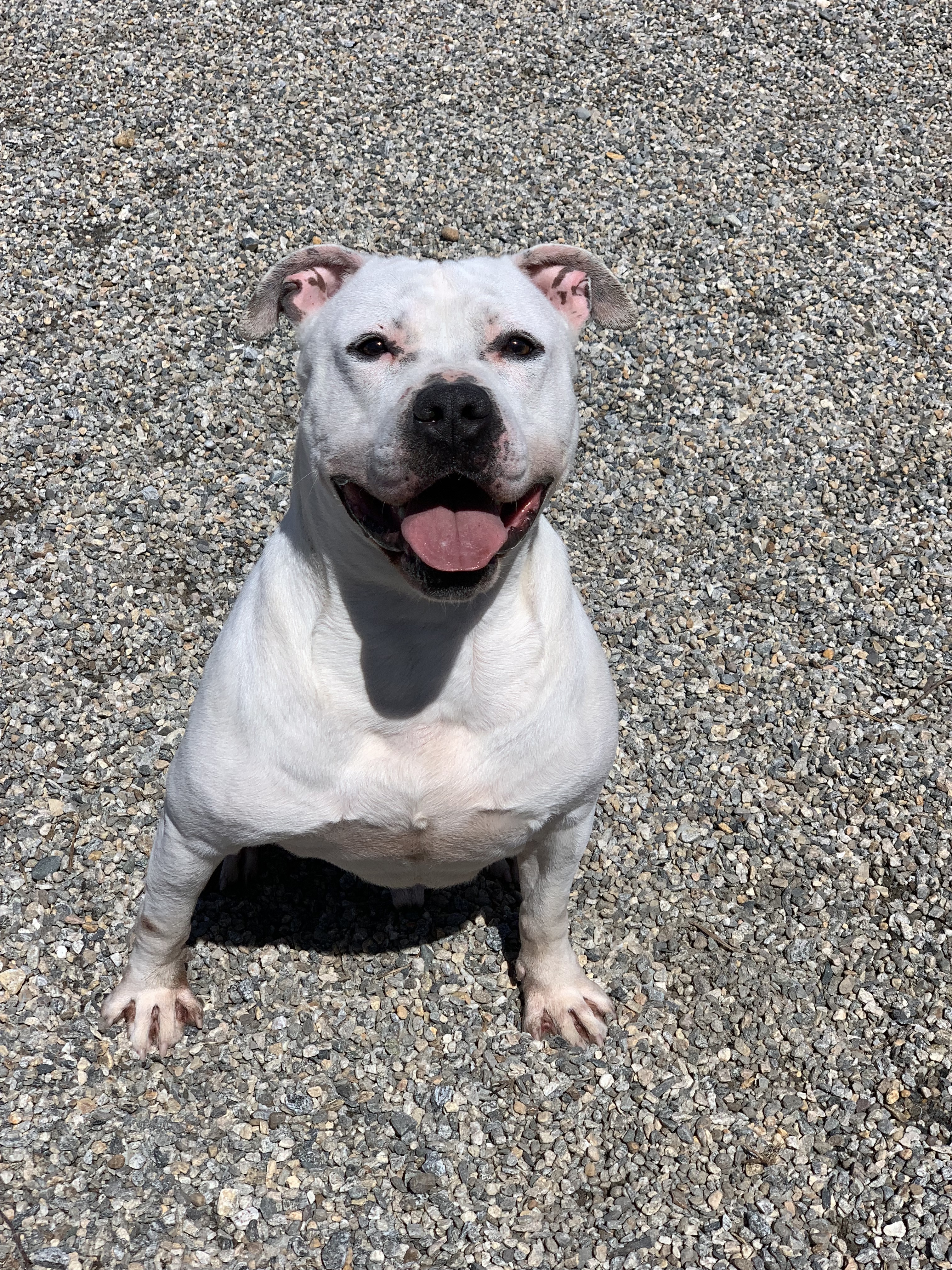 Ace, an adoptable Pit Bull Terrier in Willimantic, CT, 06226 | Photo Image 3