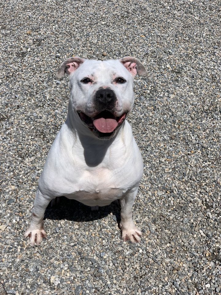 Ace, an adoptable Pit Bull Terrier in Willimantic, CT_image-3